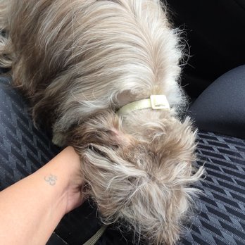 Bark and Board - Pet Sitting Near Me - Atlanta, Georgia