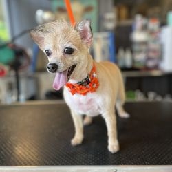 Pawrific Pet Care - My dog Tita, after Desiree's groom at Pawriffic . 2018
