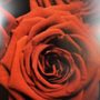 Photo of Bucks County Roses