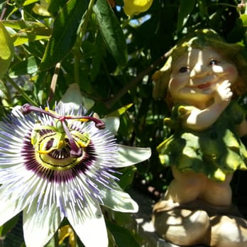 Daryll's Nursery - Passiflora caerulea ~ Blue Crown Passion Vine. - Nurseries & Gardening Near Me - Dallas, Oregon