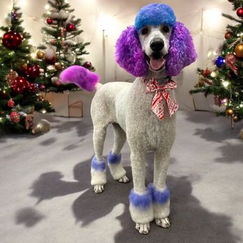 Posh Paw Day Spa - Pet Groomers Near Me - Okeechobee, Florida