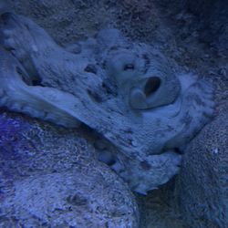 Mote Marine Laboratory & Aquarium