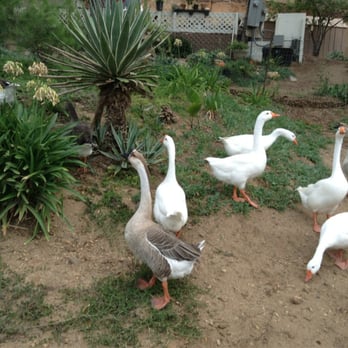 Champagne Lakes RV Resort - RV Parks Near Me - Escondido, California