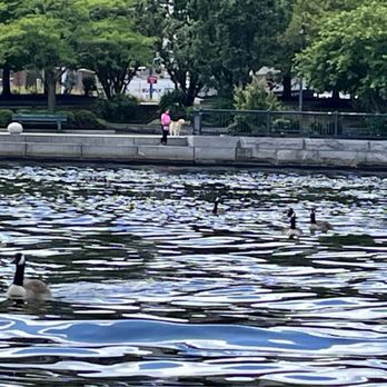 Boston Duck Tours - Cruising the Charles River in our duck boat - Tours Near Me - Boston, Massachusetts Boston Duck Tours - Cruising the Charles River in our duck boat - Tours Near Me - Boston, Massachusetts