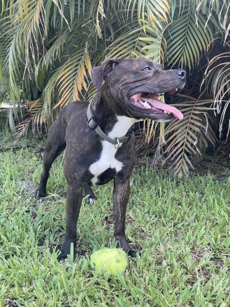 TREASURE COAST KENNELS Request Information Port St. Lucie, Florida