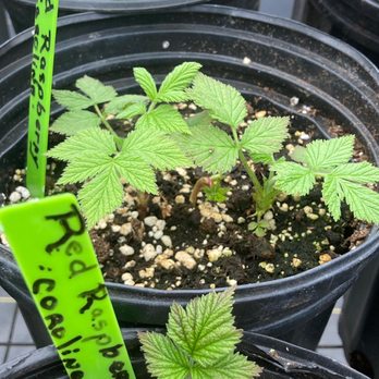 Baltic Greenhouse Nursery - Raspberry plant - Nurseries & Gardening Near Me - Baltic, Connecticut Baltic Greenhouse Nursery - Raspberry plant - Nurseries & Gardening Near Me - Baltic, Connecticut