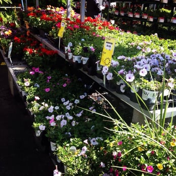The Home Depot - Gotta love the flowers during this season! - Hardware Stores Near Me - Brooklyn, New York The Home Depot - Gotta love the flowers during this season! - Hardware Stores Near Me - Brooklyn, New York