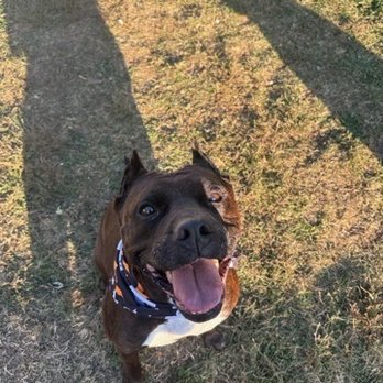 The Simple Dogs - Fall fashion show in the sunshine! - Pet Sitting Near Me