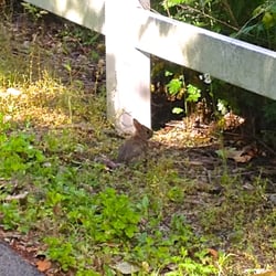 Allegheny River Trail - A little rabbit surprised us June 2nd 2013!