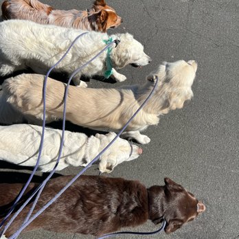 Pasadena Paws - Teaching Calm Cooperation - Dog Walkers Near Me Pasadena Paws - Teaching Calm Cooperation - Dog Walkers Near Me