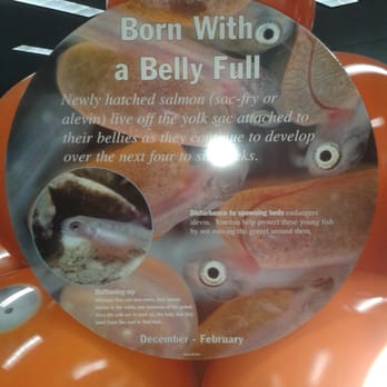 Nimbus Fish Hatchery - Educational - Aquariums Near Me - Gold River, California