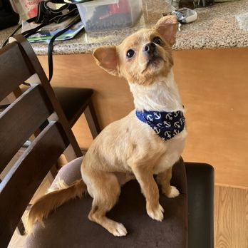 Tidy Tails - Maverick - Pet Groomers Near Me - Suisun City, California Tidy Tails - Maverick - Pet Groomers Near Me - Suisun City, California