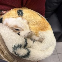 My rabbit My rabbit