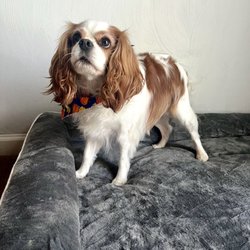 Doggie & Kitty Cat Grooming Salon - Loki's fresh cut