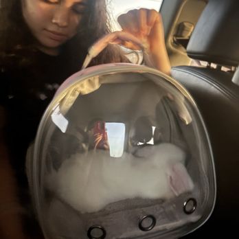 Nana's Rabbitry - Traveling in style - Pet Breeders Near Me