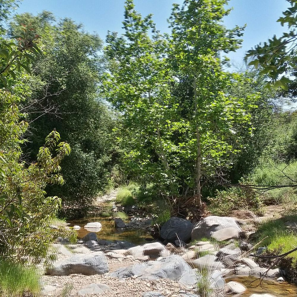 Oak Canyon Trail - Trees everywhere - Hiking Near Me Oak Canyon Trail - Trees everywhere - Hiking Near Me