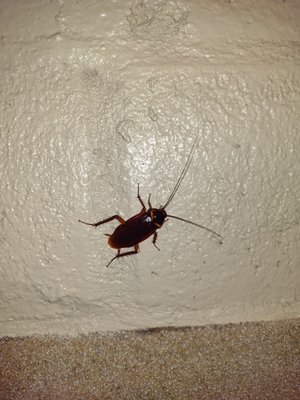 Cockroach Extermination - Cockroaches are not only unsightly but can also pose health risks—our expert extermination services eliminate them quickly and keep them from returning with routine pest control plans. Cockroaches multiply rapidly frequently causing severe infestations. The sooner the treatment the better! Cockroach Extermination - Cockroaches are not only unsightly but can also pose health risks—our expert extermination services eliminate them quickly and keep them from returning with routine pest control plans. Cockroaches multiply rapidly frequently causing severe infestations. The sooner the treatment the better!