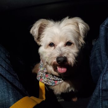 Barking Spot - After shot. Look how handsome my boy is! - Pet Stores Near Me - Chula Vista, California Barking Spot - After shot. Look how handsome my boy is! - Pet Stores Near Me - Chula Vista, California