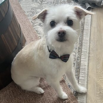 88 Pet Spa - After the groom - Pet Groomers Near Me - Reseda , California