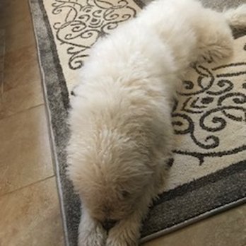 Susan's Pet Sitting - Resting comfortably at home is the best! - Pet Sitting Near Me