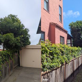 Ponderosa Tree Service - Row of eight fern pine (podocarpus) trees - Tree Services Near Me - Berkeley, California Ponderosa Tree Service - Row of eight fern pine (podocarpus) trees - Tree Services Near Me - Berkeley, California