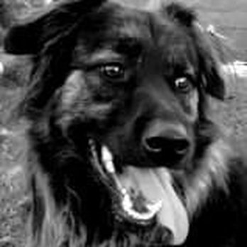 Ardezz Kennels - Winston - Pet Sitting Near Me - South El Monte, California
