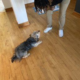 And at this moment Chance learned "down"... magic. And at this moment Chance learned "down"... magic.
