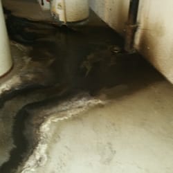 Waynewood Apartments - should be moldwood apartments. this was taken after we reported it back in july 2015. it is feb.2016 and it had quadrupled the size