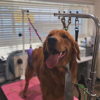 Dog & Cat Laundromat - Pet Groomers Near Me - Danville, California Dog & Cat Laundromat - Pet Groomers Near Me - Danville, California