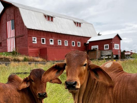 The Pumpkin Patch on Sauvie Island, Portland's original by null