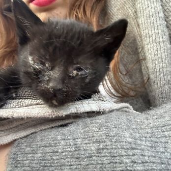 Silicon Valley Animal Control Authority - Poor sweetheart, waited hours for this place to open, only to be turned away by Cara - Animal Shelters Near Me - Santa Clara, California