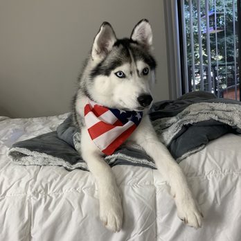 Classy Canine's Wiggle Rumps - Pet Groomers Near Me - Castrovalley, California