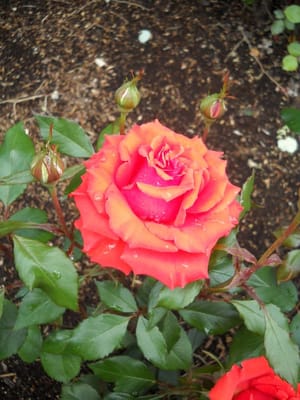 Peninsula Park Rose Garden by null