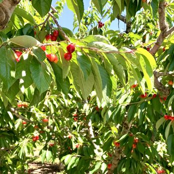 Johnson Orchards - Cherries right outside the store. - Fruits & Veggies Near Me - Yakima, Washington Johnson Orchards - Cherries right outside the store. - Fruits & Veggies Near Me - Yakima, Washington
