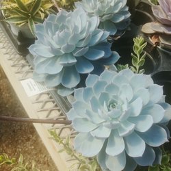 Sycamore Springs "Home & Garden" - Hundreds of Succulents big and small