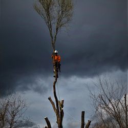 Peterson Tree care - We are an educated, safe, highly skilled, and professional company and our goal is YOUR ABSOLUTE SATISFACTION!