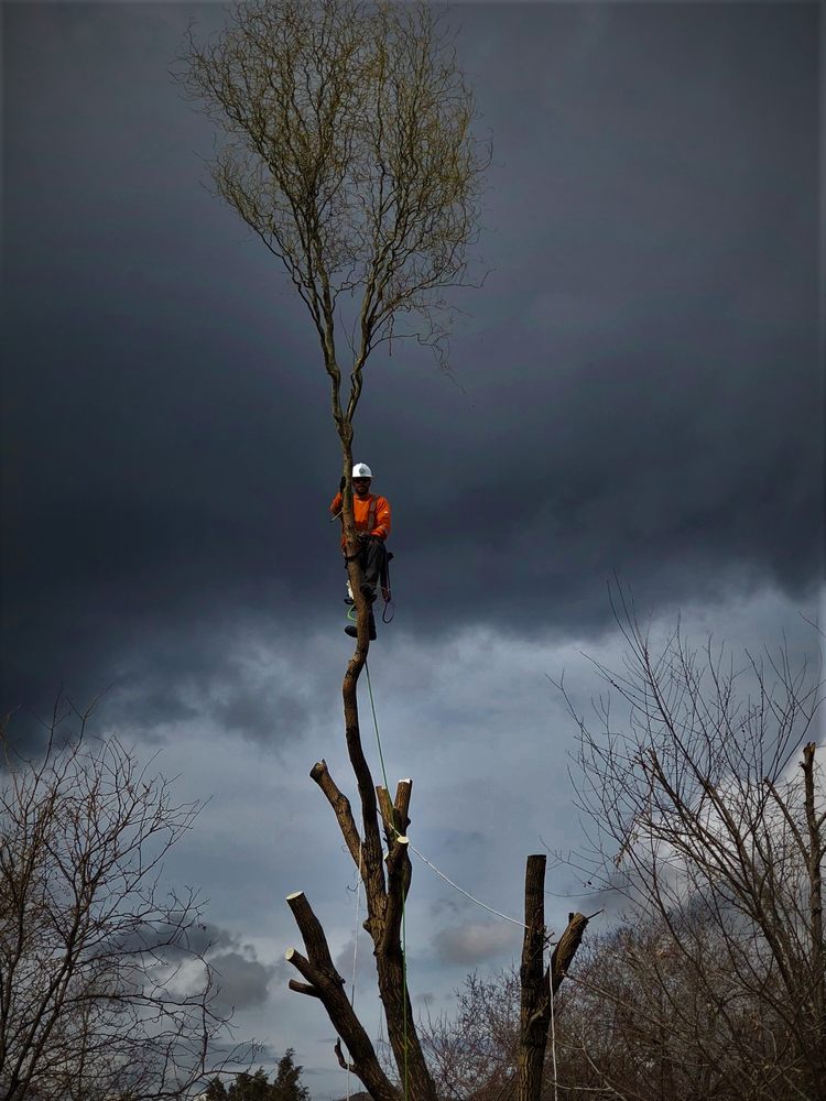 Peterson Tree care - tree service in Elk Ridge, UT