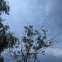 Photo of SavATree Louisville