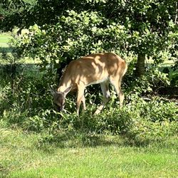 Eagles Landing Golf Course - Casual deer shot