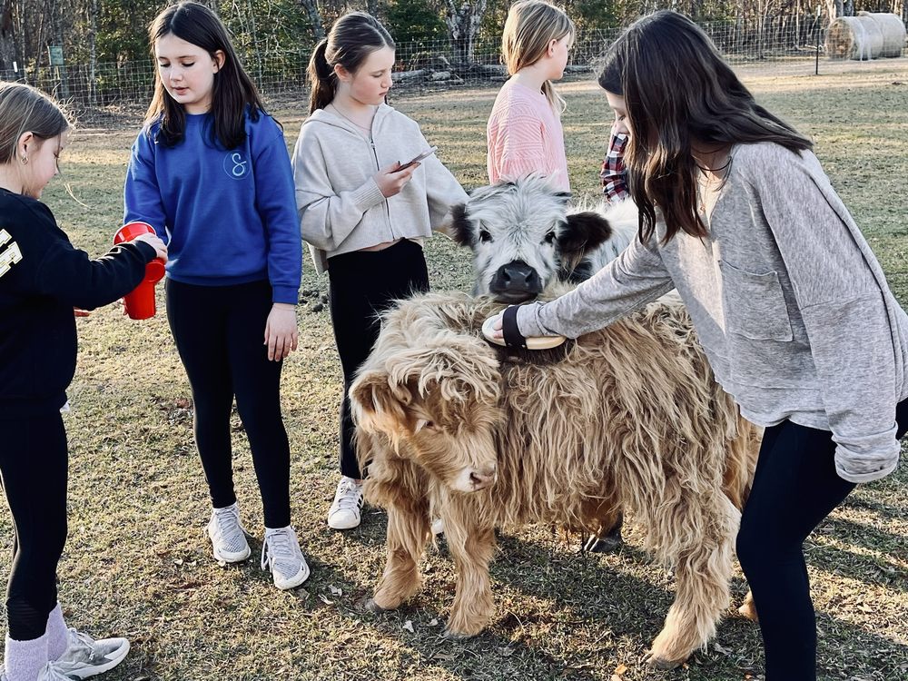 Boutique Minis Farm Logo