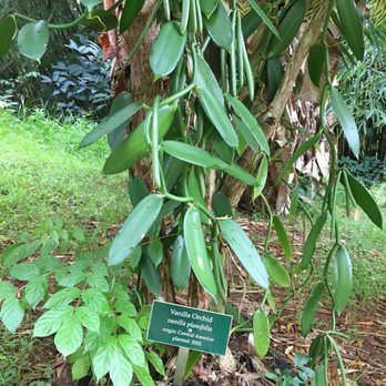 Lydgate Farms - Botanical Gardens Near Me - Kapaa, Hawaii Lydgate Farms - Botanical Gardens Near Me - Kapaa, Hawaii