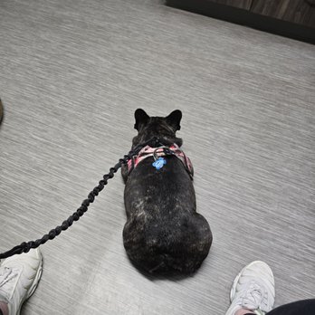 Webster Veterinary Clinic - Veterinarians Near Me - Webster, New York Webster Veterinary Clinic - Veterinarians Near Me - Webster, New York