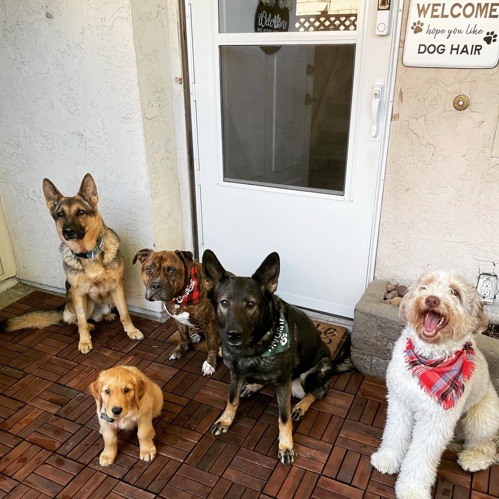 Kailey's Home Boarding and Training - pet boarding facility in San Diego, CA