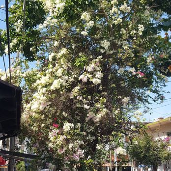 Zona Romantica - Lots of Flowers Everywhere - Local Flavor Near Me - Puerto Vallarta, JAL