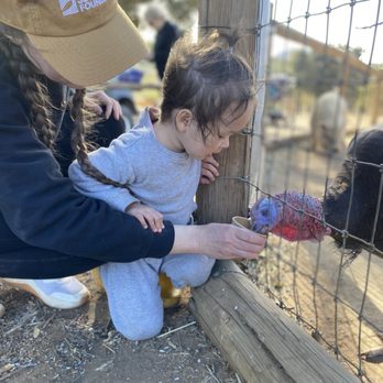 Alpine Acres Sanctuary Farm - Feeding the turkey! - Ranches Near Me - Alpine, California Alpine Acres Sanctuary Farm - Feeding the turkey! - Ranches Near Me - Alpine, California