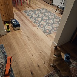 a dog sitting on the floor in a kitchen