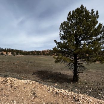 Bryce Wildlife Adventure - ATV Rentals/Tours Near Me - Bryce, Utah