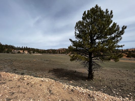 Bryce Wildlife Adventure by null