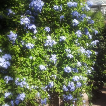 Brooklyn Botanic Garden - Sitting inside a greenhouse enjoying the fragrant smells! - Botanical Gardens Near Me - Brooklyn, New York Brooklyn Botanic Garden - Sitting inside a greenhouse enjoying the fragrant smells! - Botanical Gardens Near Me - Brooklyn, New York