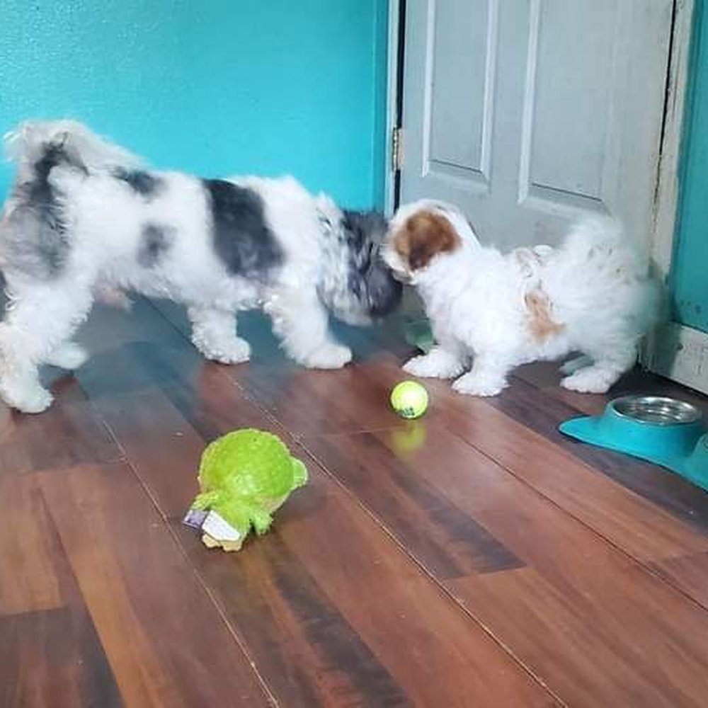 Petland - Pet Stores Near Me - Katy, Texas Petland - Pet Stores Near Me - Katy, Texas